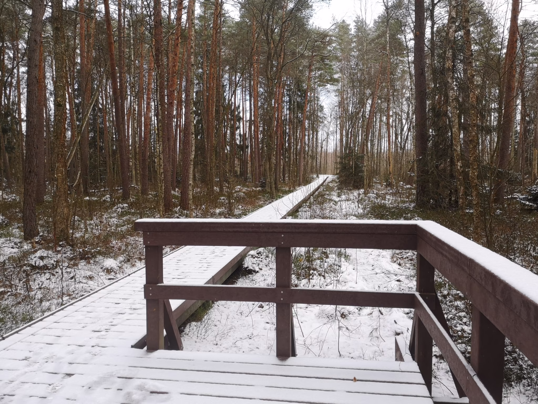 IMG 20211208 093427 Ścieżka "Czerwone Bagno"