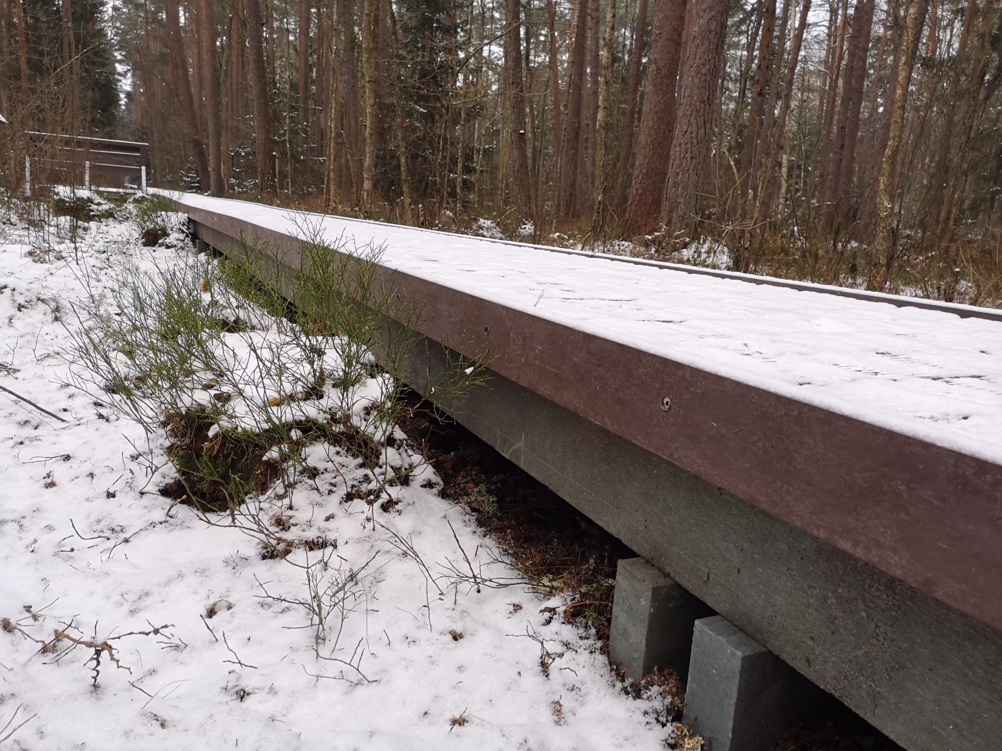 IMG 20211208 093628 Ścieżka "Czerwone Bagno"