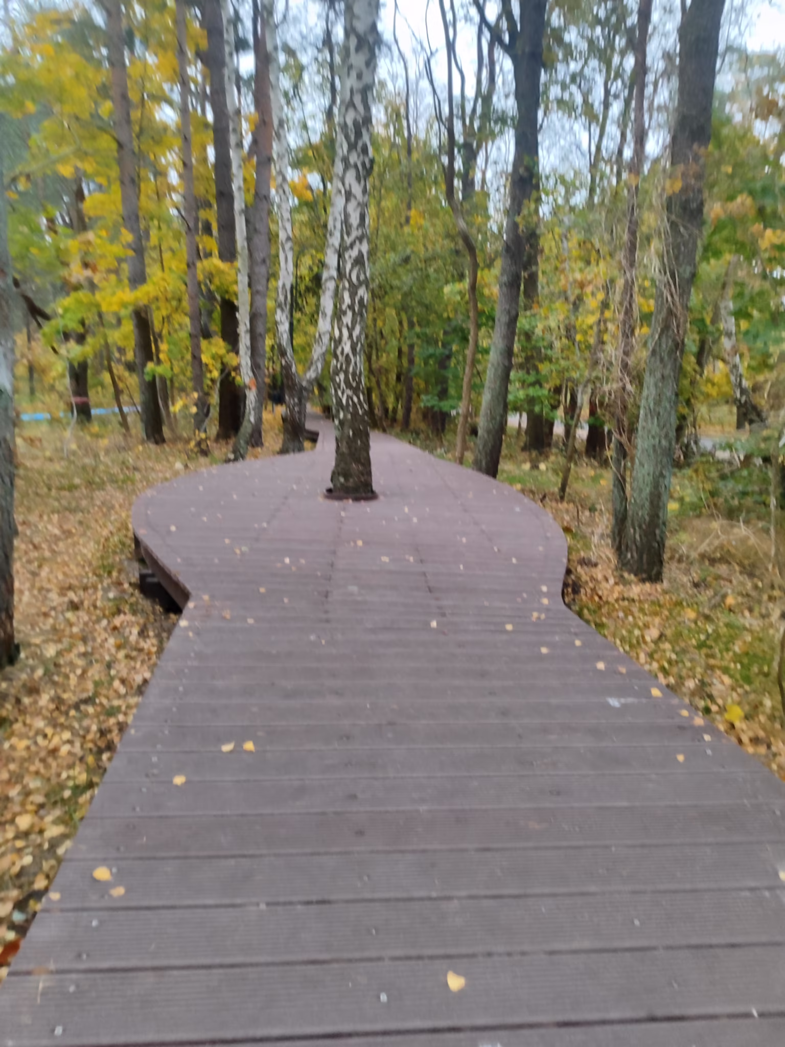 IMG 20241107 114524 4 Promenada Leśna wzdłuż ul. Uzdrowiskowej